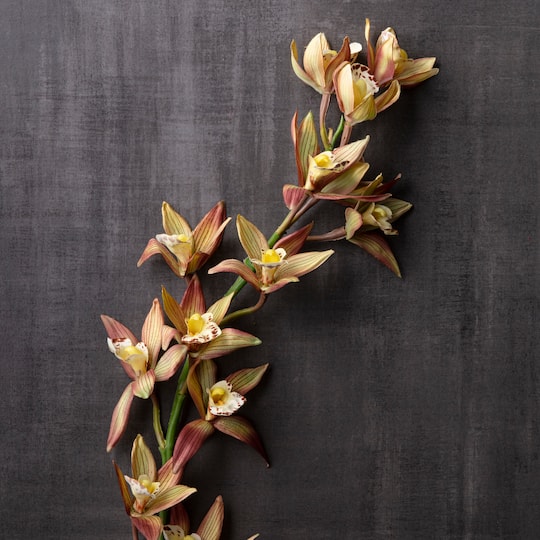 8 Pack: Rust Red Boat Orchid Spray by Ashland®